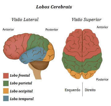 Ľudský mozog. Hlavné črty ľudského mozgu