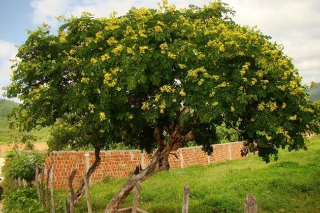Caatinga flora: 25 planter fra biomet