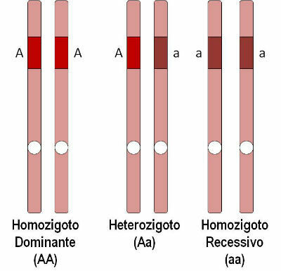 対立遺伝子遺伝子：概念、ホモ接合体、ヘテロ接合体および例