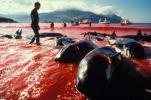 Whale hunting. Ban on hunting whales