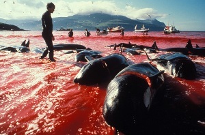 Whale hunting. Ban on hunting whales
