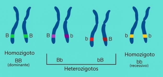 What is the difference between homozygous and heterozygous?