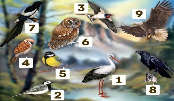 Isiksuse test: valige üks lindudest ja vaadake selle peamist omadust