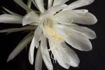 Check out the most expensive and rarest flowers in the world