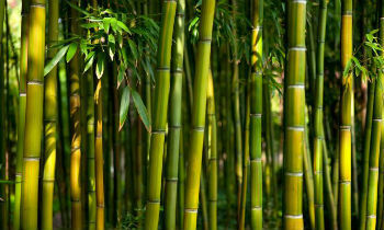 bambusová stonka