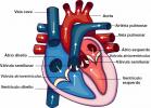 Srdce: člověk, obratlovci, krevní cesta