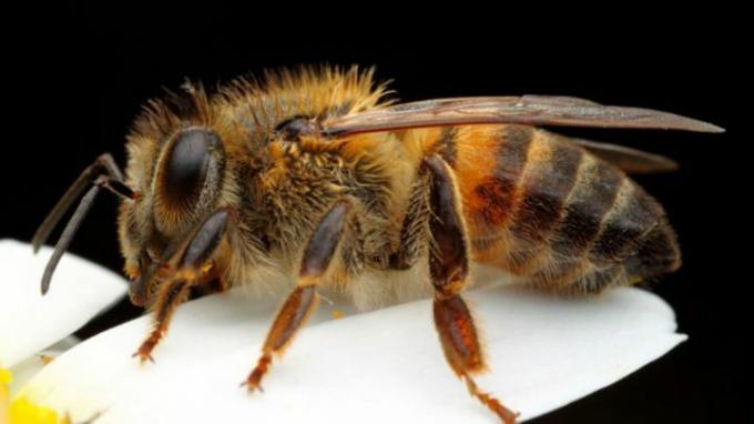 النحل الأفريقي: حيوانات ضارة للإنسان