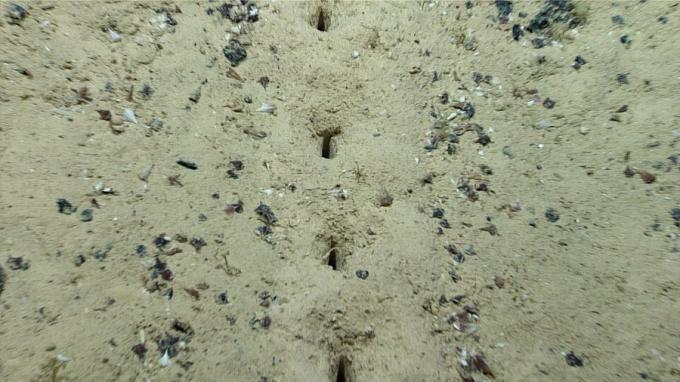 Mysterious holes at the bottom of the ocean catch the attention of scientists