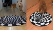 The unusual meeting of a dog and a cat with an optical illusion