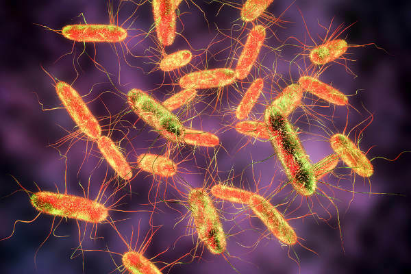 Salmonella (salmonellosis): what is it, reactions, prevention