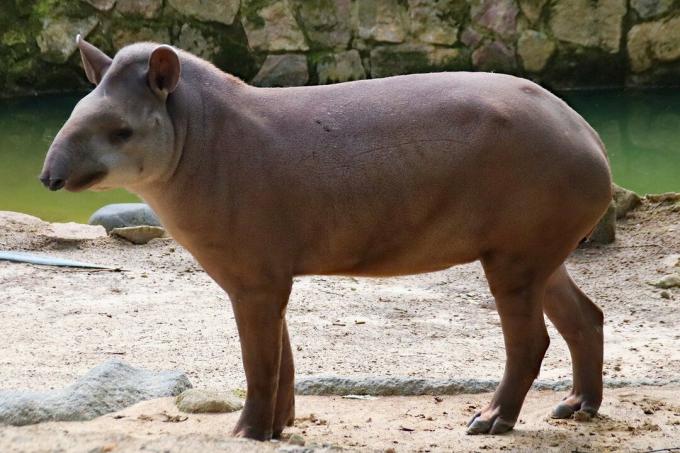 Suurimad loomad maailmas - tapiir