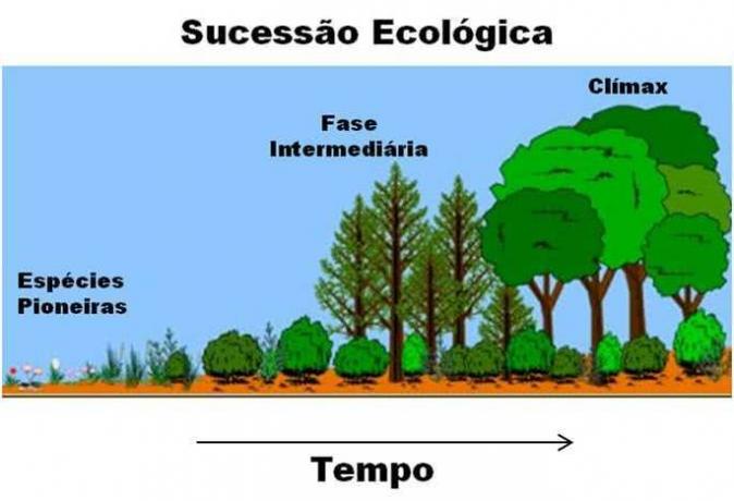 The stages of ecological succession