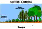Ecological succession: summary, types and exercises
