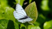 嬉しい驚き：「絶滅した」蝶が英国で再び見られる