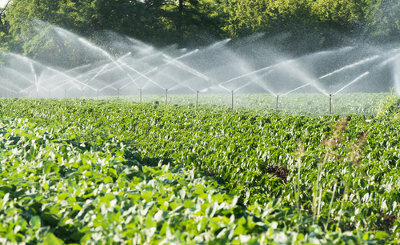 Vanning er en av landbruketeknikkene som tillater kontroll av produksjon og produktivitet, uavhengig av naturlige faktorer