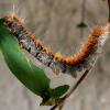 Meaning of Caterpillar (What it is, Concept and Definition)