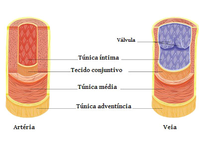 Обратите внимание на толщину средней оболочки артерии и вены.