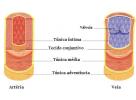 Разница между веной, артерией и капилляром