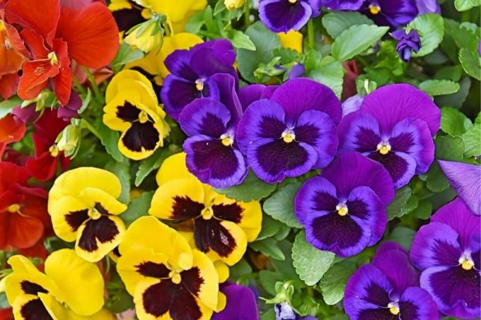 4 fiori che danno colore all'inverno: specie apprezzate in stagione