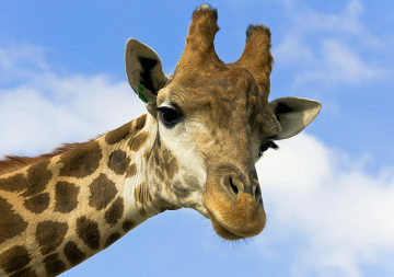 Giraffes. The Amazing World of Giraffes
