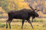 Moose: characteristics, food, habitat