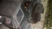 Das Auto wird von einem Bären überfallen, der unglaubliche 69 Dosen Limonade trinkt