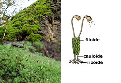 Classification of plants. How the classification of plants takes place.