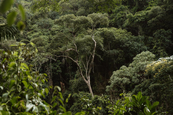 Atlantijas mežu veido mežu veidojumi un dažas saistītas ekosistēmas.