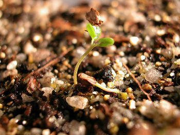 Germination: what is it, factors, phases and types