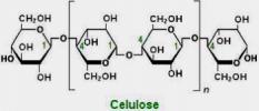 Cellulose: what it is and functions