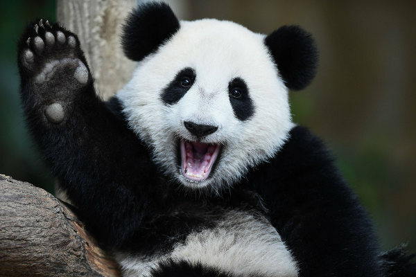Panda bears are animals currently classified as vulnerable.