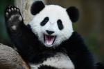 Pandas lācis: biotops, īpašības un kuriozi