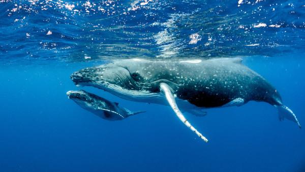  Китови су животиње које живе у воденој средини, међутим, попут осталих сисара, имају плућно дисање.