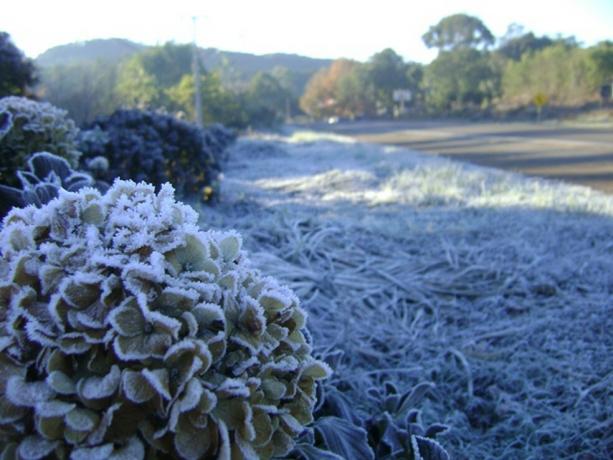 Frost in Rio Grande do Sul