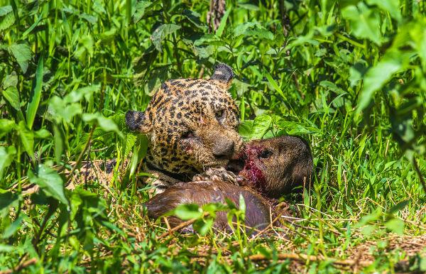Jedną z poważnych konsekwencji pośrednich jest brak pożywienia. Na zdjęciu jaguar zabijający kapibary w Pantanal.