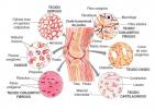 Vezivno tkivo: što je to, klasifikacija, karakteristike i funkcija