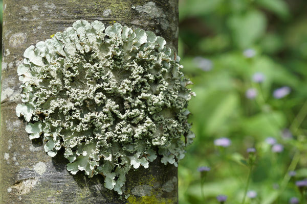 Lichens are associations between fungi and algae or fungi and cyanobacteria.
