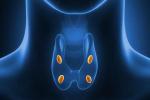 副甲状腺：解剖学、機能および病気