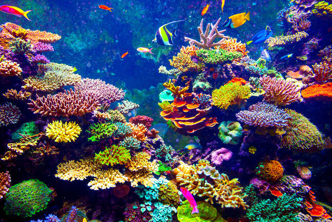 Aquatic biodiversity is a field of study in Marine Biology.