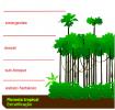 熱帯林：特徴、動植物