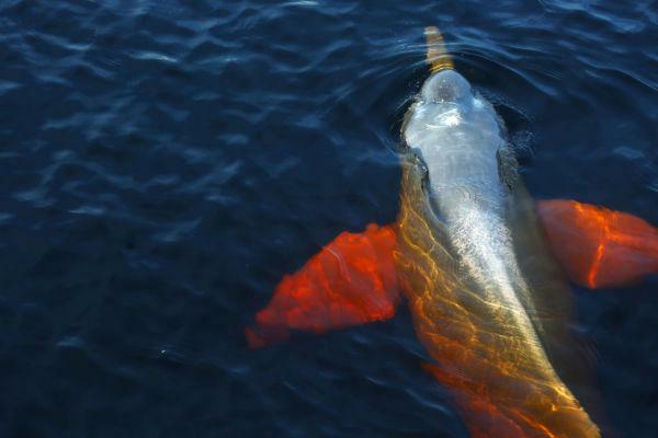 Delfiini on yksi Amazonista löydetyistä nisäkäslajeista.