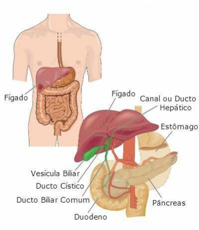 Liver: characteristics, functions and diseases