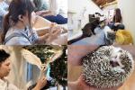 Japanese cafes expose animals that international laws do not allow