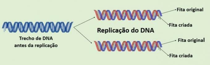 replicazione del DNA