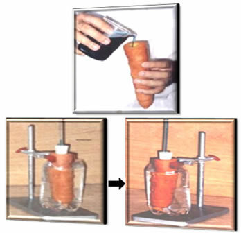 Carrot Osmosis Experiment