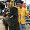 Mimpi Buruk Beruang Menari India