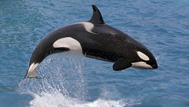 orca balena