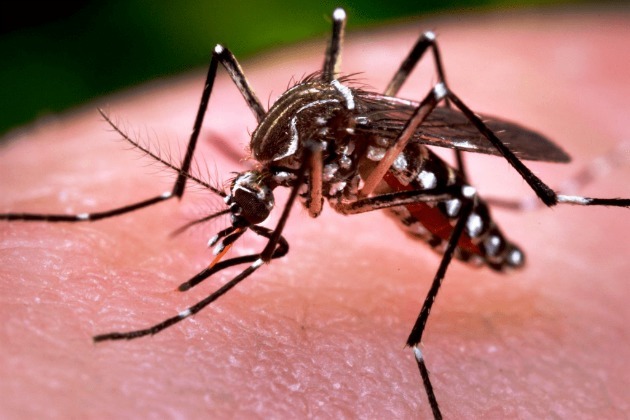 Life cycle of Aedes Aegypti (dengue, zika and chikungunya mosquito)