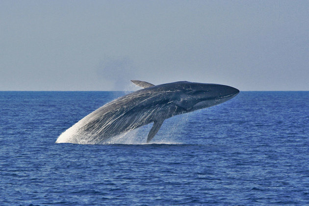 balena fină