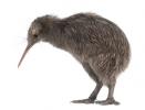 Kiwi, a bird from New Zealand